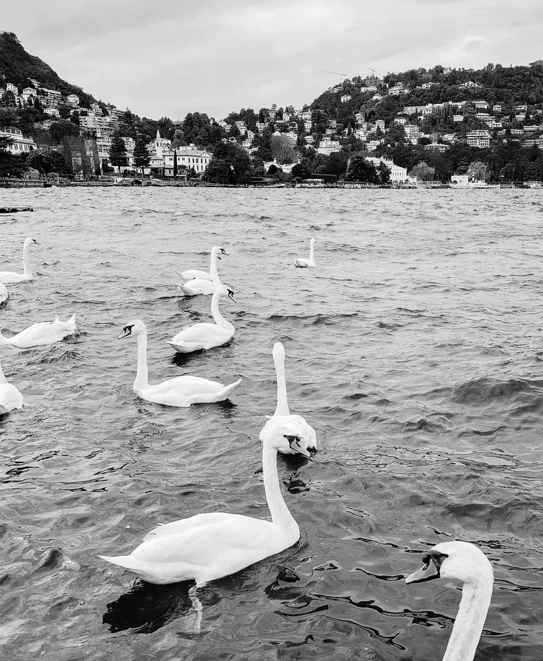 Swans swimming in the clear waters of Lake Como.